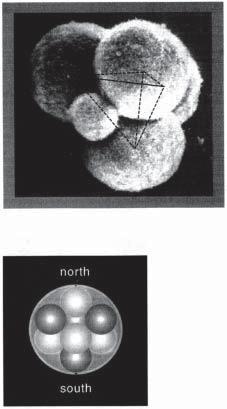 Fig. 7-14. The four cell tetrahedron in a mouse egg. Fig. 7-15. Egg of Life in the first eight cells. pole, toward the head, it should be male.
