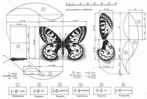 Fig. 7-34. Phi ratios in butterflies. When the Romans came in and took over Greece, the Romans knew absolutely nothing about sacred geometry.