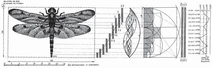 Fig. 7-35. Phi ratops in a dragonfly. the phi ratio. The lengths of the sections of the dragonfly form phi ratios.