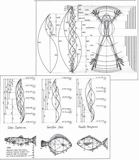 Fig. 7-36. Pfi ratios in a frog skeleton. Fig. 7-37. Phi ratios in fish. Look at this frog skeleton [Fig. 7-36] and see how every single bone is in phiratio patterns, just like in the human body.