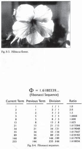 Eventually this sequence of 1, 1, 2, 3, 5, 8, 13, 21, 34, 55, 89 and so on became known as the Fibonacci sequence.