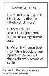 Binary y Sequencing in Cell Division and Computers The binary sequence [Fig. 8-19] is a mitosis that simply doubles each time, such as from 1 to 2 to 4 to 8 to 16 to 32.