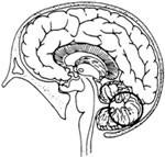 Figure 8. The brain organs 3. Move the inner smiling eyesight down to the midbrain.