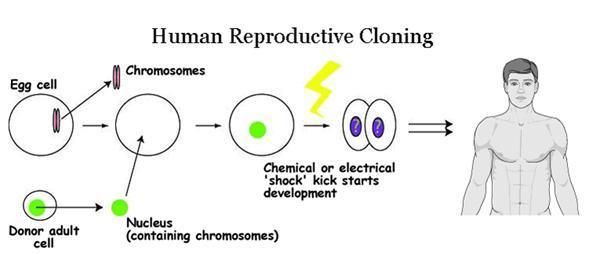 Human Cloning: Human Cloning Simplified The following illustration summarises the process of