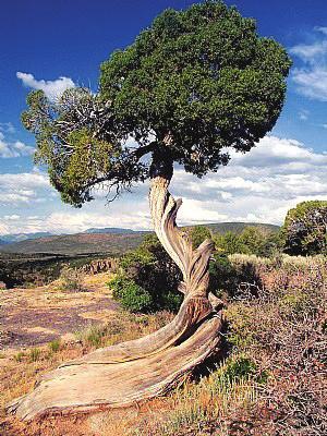 The juniper tree is able to exist on very 51) What did Elijah do in the wilderness? little moisture.