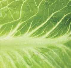 Your Guide to Romaine ROMAINE LETTUCE IS COMMONLY USED FOR MAROR. This lettuce type is known as an open leaf variety.