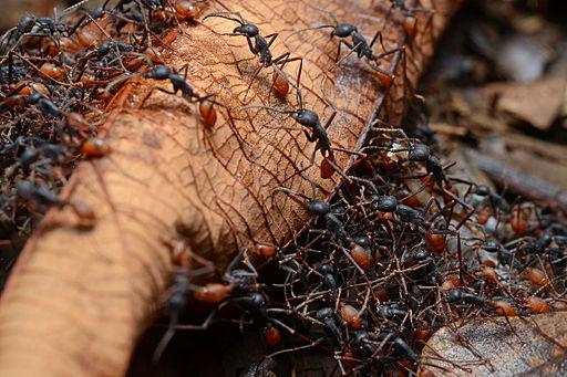 PART TWO: The Battle of the Ants THE BATTLE OF THE ANTS by Henry David Thoreau Please Note: The Battle of the Ants is not a stand-alone essay.