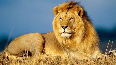 Tribe of Judah The Bible speaks more about the tribe of Judah than any other single tribe of Israel. A lion: the biblical symbol of the tribe of Judah.