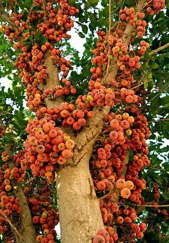 The name sycomorus came from the Greek syca-morus meaning mulberry fig.