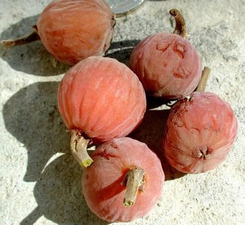 The fruit grows on clusters attached to the bark. It has a very sweet smell and is little sweeter than the common fig.