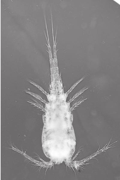 rrugk tkt h,tc tk COPEPODS IN NYC WATER RABBI ELI GERSTEN RC Recorder of Psak and Policy NEW YORK CITY tap water is known to contain copepods.