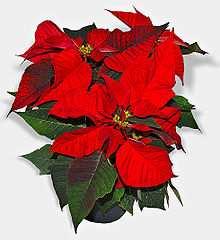 Once again, we are ordering poinsettias from Rene s Greenhouse to decorate the sanctuary for Advent.