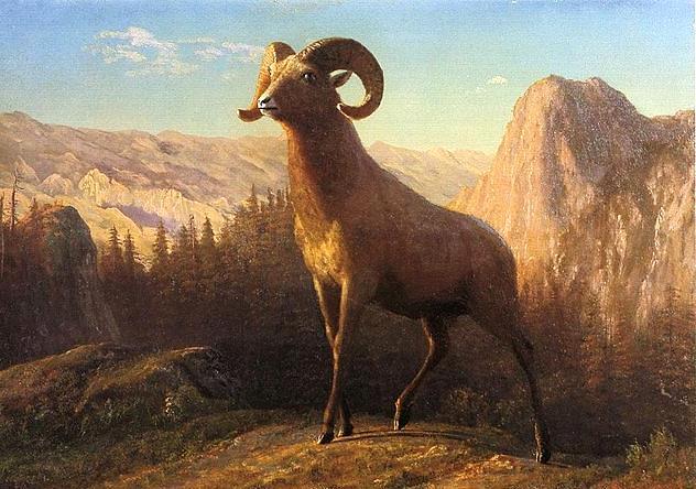 A Rocky Mountain Sheep, Ovis,
