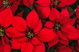 Poinsettias for the Season: If you d like to buy poinsettias to help decorate the Sanctuary for Advent and Christmas, please make a note on the sign in card and drop it in the offering plate.