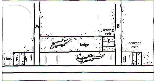 That was more or less the function of the complex as Thoth explained it to me. Figure 10-14a is a section, viewed from the side, of die hollow place between the walls.