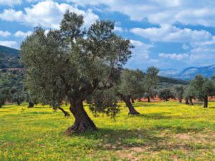jaffa caesaria old city, jerusalem olive grove in Galilee Information Dates August 31 to September 13, 2012 (14 days) Size Limited to 39 participants Cost* $7,995 per person, double occupancy $9,995