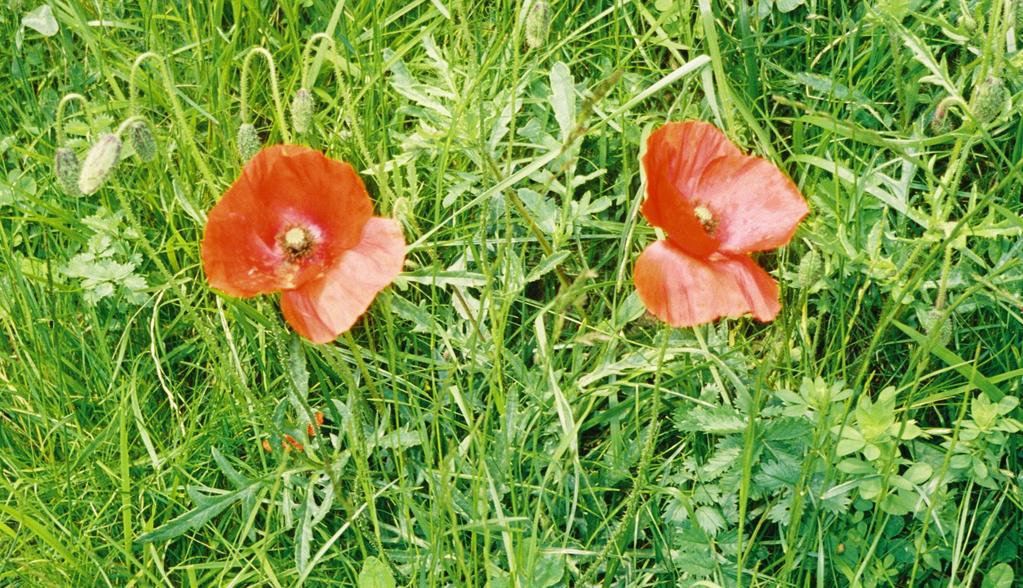 I think of these two poppies as representing soldiers from each of the Catholic Nationalist and Protestant Unionist