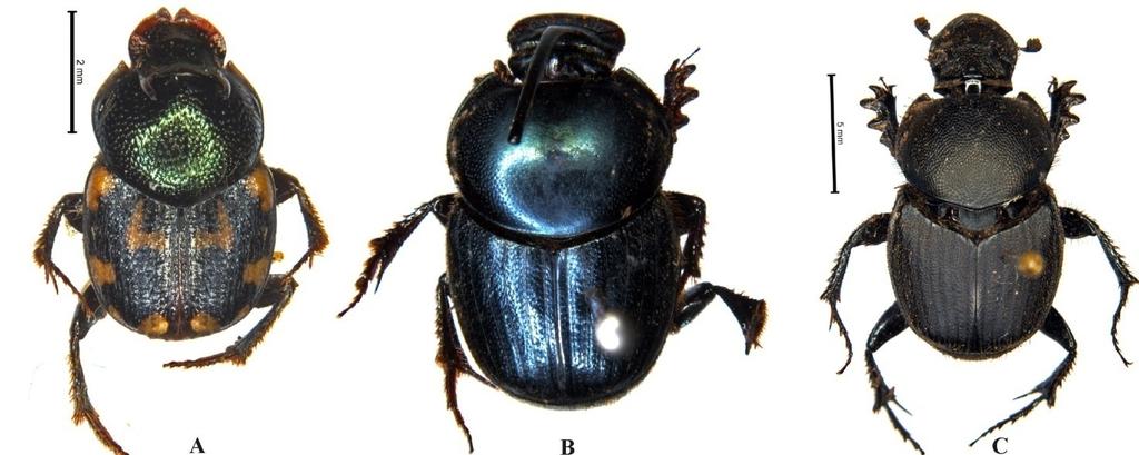 Journal of Entomology and Zoology Studies Fig 5: A. Onthophagus orissanus Arrow ( ), B.