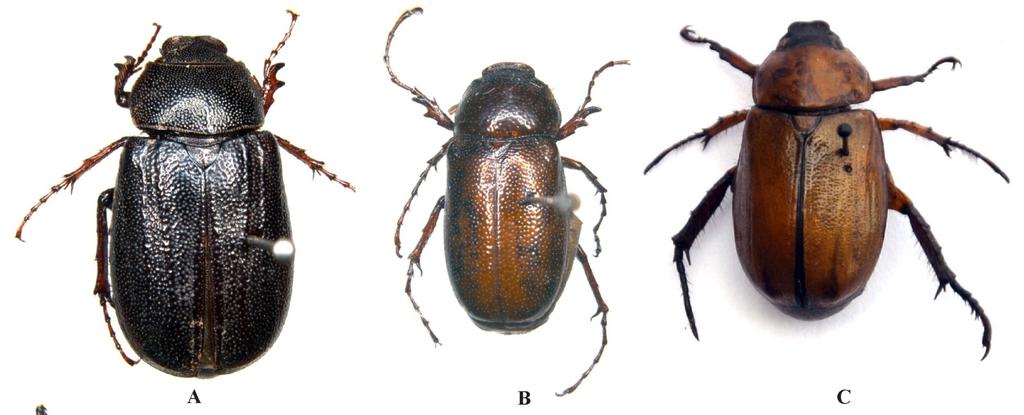 Journal of Entomology and Zoology Studies Fig 6: A.