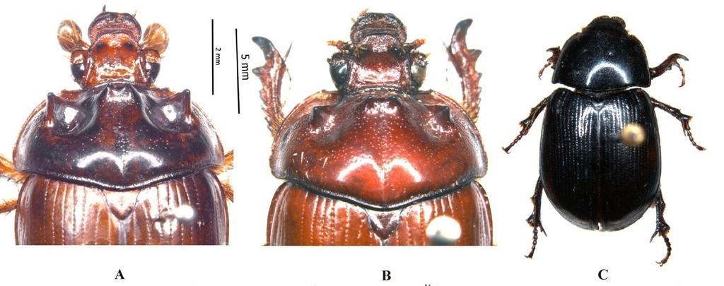 Journal of Entomology and Zoology Studies 6671)/ 12.vi.2001 (1 ) (A-289)/ 14.vi.2001 (1 ) (A-276)/ 14.vi.2001 (2exs.) (A-6663), K Chandra - Karmajhiri, 27.vii.