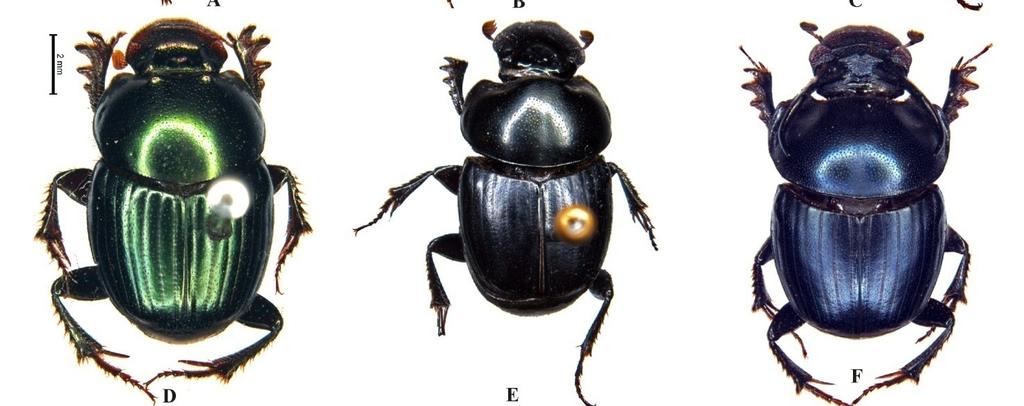 Onthophagus (C.) hindu Arrow ( ), H. Onthophagus (C.) ramosellus Bates ( ), I. Onthophagus coeruleicollis Arrow (pronotum and head, ).