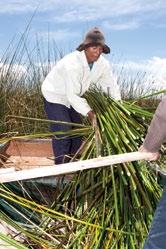 The Reason for Consistency For the Uros people, who have built and lived on these islands for generations, the totora reed is an essential part of daily living.