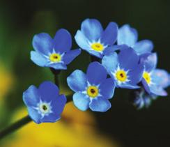 FORGET-ME-NOT: Remembrance, true love,