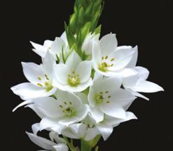 Apostles SNOWDROP: Hope, consolation and promise,