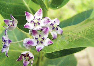 What is the significance of ankol and akado plants? The Latin names of ankol and akado plants are Algium Lamarkh and Calatropis Procera respectively. Their flowers and leaves are dear to Hanumanji.
