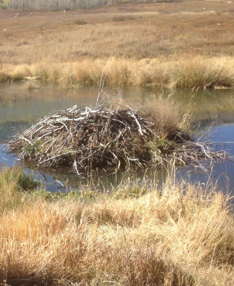 13 Figure 3. Beaver lodge in the Wasatch Mountains east of Farmington, Utah. Photo taken by author.