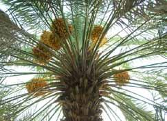 Date palm at a farm in Madinah in Madinah was cleansed of epidemic germs to a great extent. 1 In that era, the population of Madinah was not concentrated, rather, it was somewhat dispersed.