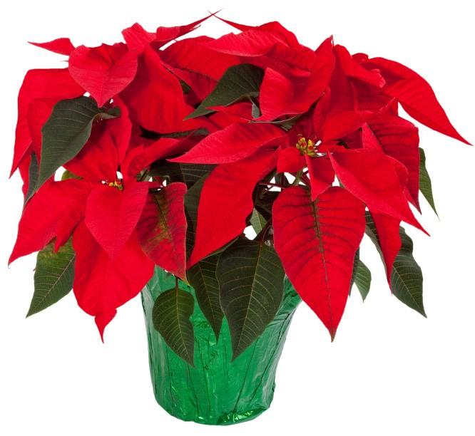 .Jane Schockey *Poinsettia Sale* Help decorate the sanctuary for Christmas Eve Worship while remembering or honoring someone special. Poinsettias - $10.
