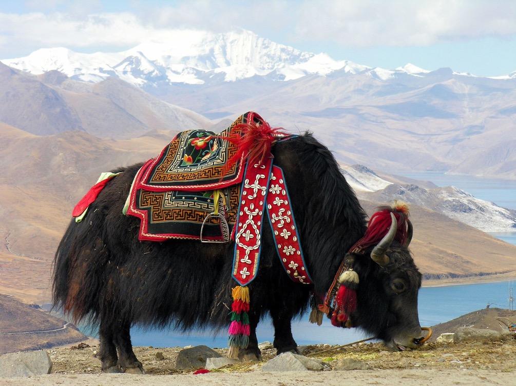 Yamdrok Lake, Lhasa When the Soul is called to Tibet The sacred lands of Tibet, immersed in the potent frequencies of the Himalayas and site of spiritual pilgrimages for numerous religions including