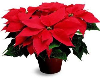Christmas is a comin and... it s time to order Christmas poinsettia plants for the Geisinger House of Care. Help bring joy to others at this glorious time of year.