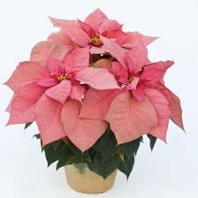 It s Christmas poinsettia ordering time. Help decorate Wesley Church by placing a plant in memory of a loved one. It s Christmas poinsettia ordering time.