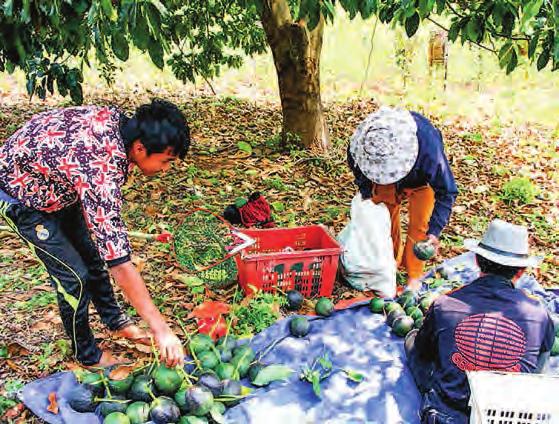 Myanmar shipped 46 tonnes of avocados to China via the sea route and border gates, 400 tonnes to Thailand through its border checkpoints, 0.24 tonnes to Hong Kong and 0.2 tonnes to Russia.