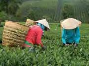 Pictures from our tea plantation First tea harvest Two Vietnamese Brothers to the USA Our former Episcopal Advisor, Bishop Basil Meeking, Bishop Emeritus of Christchurch in New Zealand, advised us