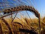The 2 nd day a barley sheaf of the new harvest was symbolically offered to Yahweh, by