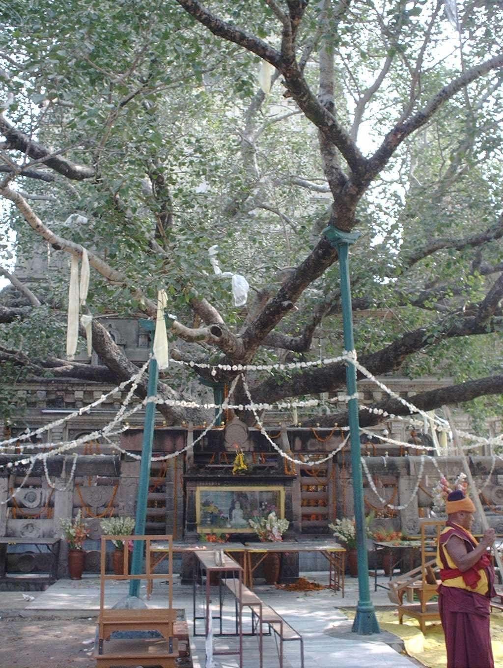 C. Supreme Enlightenment Bodhi tree at Bodh Gaya: A branch of the original pippala tree was planted in Sri Lanka by a delegation of the Emperor Asoka; when