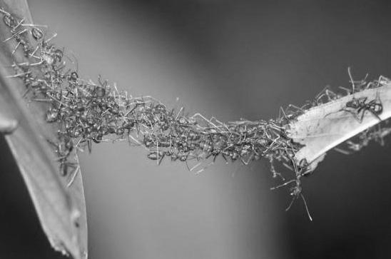 Argumente shkencore nga Kur ani Milingonat: Ndihma në botën e milingonave Në këtë foto shohim një urë të gjallë prej milingonash.