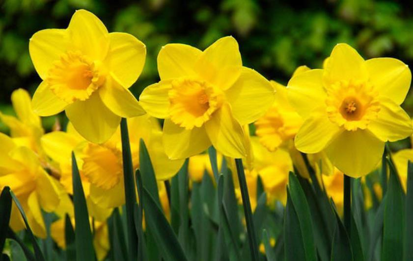 golden Daffodils; Host(noun)