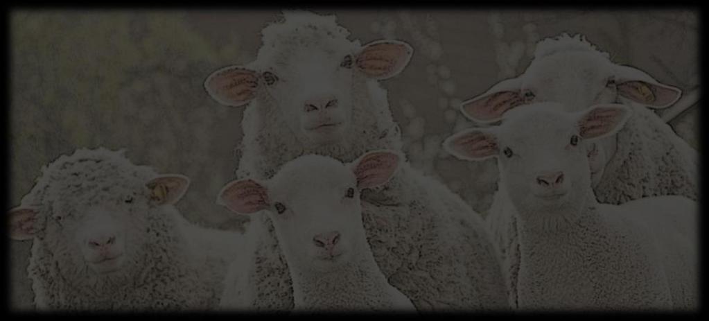 Apascentai Minhas Ovelhas Feed My Sheep Brazil November 15, 2017 Photo credit: animalsaustralia-api.