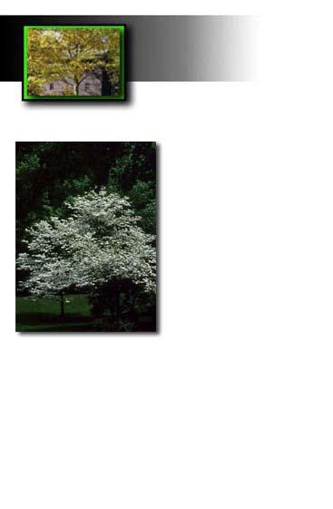 State Tree Dogwood blossom Dogwood tree The dogwood (Cornus florida) was named the statetreeonjune 20, 1955. The flowering dogwood blooms early in the spring before its leaves appear.