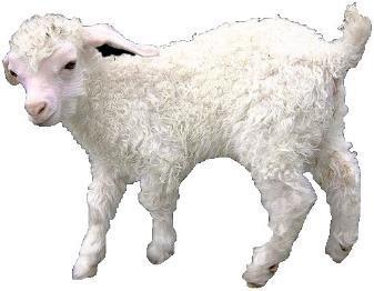 The Passover Lamb had to be a young male up to 1 year old, without spot or blemish.