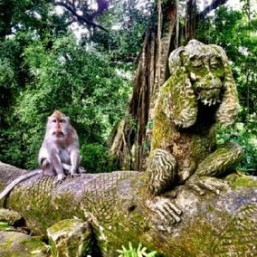 Cultural Excursions Ubud Tour and Monkey Forest The monkeys within the Sacred Monkey Forest Sanctuary of