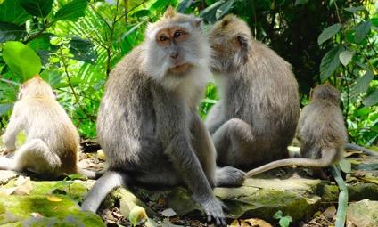 Macaques are found throughout Southeast Asia and many species of macaques live successfully in areas that are