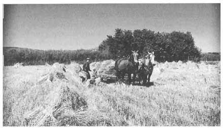 118 HISTORY OF DUCHESNE COUNTY Grain harvest in the Uinta Basin, circa 1915.