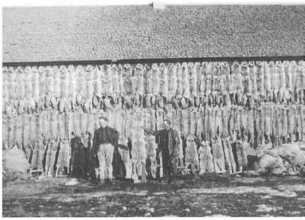 TWENTIETH-CENTURY HOMESTEADERS 133 4 Coyotes were the most hated and hunted of all predatory animals in early Duchesne County history.