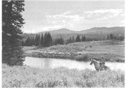 ;'. " > 136 HISTORY OF DUCHESNE COUNTY k"* '-^^J.... ' : %\i- - Sheep grazing in the high Uintas. (Utah State Historical Society) Sr.
