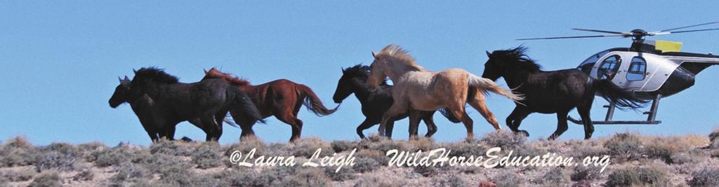 Photo: Laura Leigh of WildHorseEducation.org. I was born loving horses. I can t remember a time that I didn t.